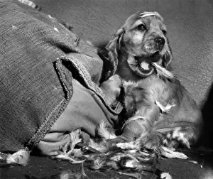 Demolish Prints: Susi - demolishing a feather-filled cushion