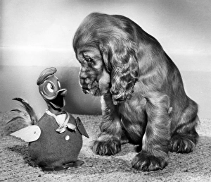 Images Dated 22nd March 2016: Susi - with Donald Duck toy