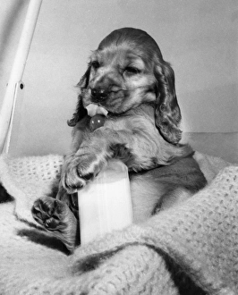 Images Dated 22nd March 2016: Susi - drinking babys milk