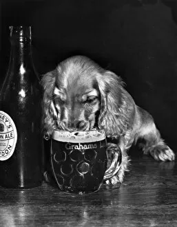Puppy Collection: Susi - drinking beer