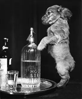 Soda Prints: Susi - with drinks tray