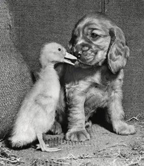 Susi Prints: Susi - with duckling