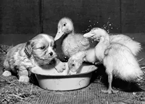 Duckling Prints: Susi - with ducklings