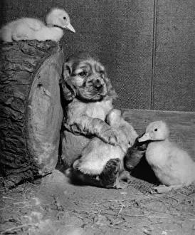 Susi - with ducklings