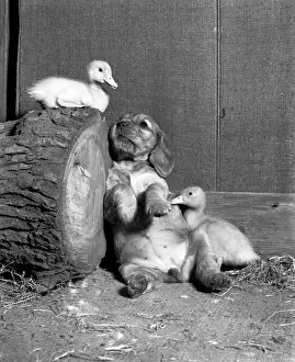 Susi - with ducklings