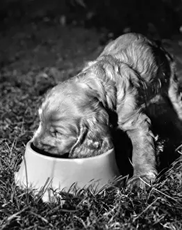 Susi - enjoying her dinner