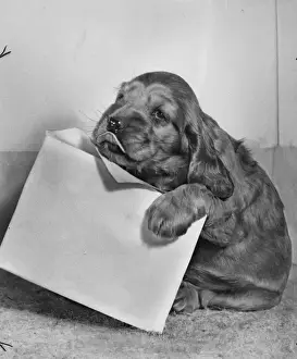 Susi Prints: Susi - with envelope