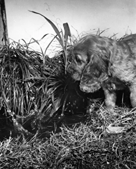 Images Dated 21st March 2016: Susi - exploring in the garden