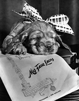 Images Dated 18th March 2016: Susi - My Fair Lady