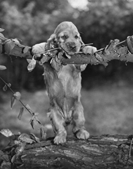 Images Dated 18th March 2016: Susi - on a fallen tree trunk