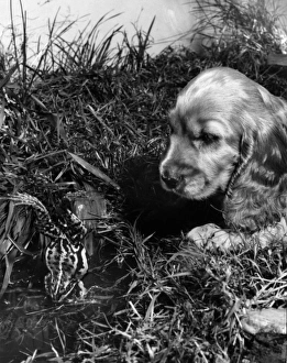 Images Dated 21st March 2016: Susi - finding a frog