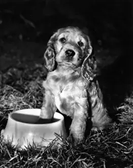 Susi - with empty food bowl