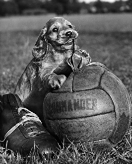 Images Dated 21st March 2016: Susi - with football and boot