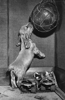 Images Dated 18th March 2016: Susi - with football and roller skates