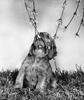 Images Dated 21st March 2016: Susi - with forsythia in the garden