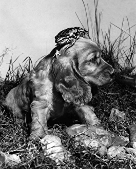Images Dated 21st March 2016: Susi - with a frog on her head