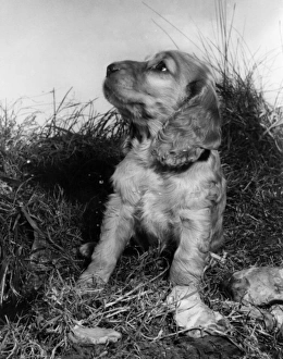 Images Dated 21st March 2016: Susi - in the garden
