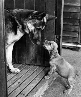 Alsatian Prints: Susi - with a German shepherd dog