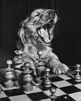 Images Dated 18th March 2016: Susi - getting tired of playing chess
