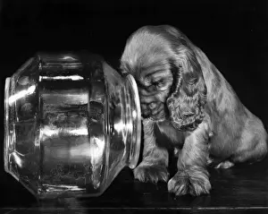 Susi - with empty glass bowl