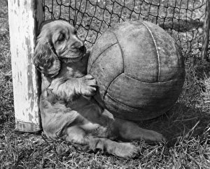 Images Dated 21st March 2016: Susi - as goalkeeper