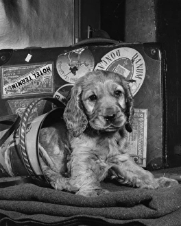 Images Dated 18th March 2016: Susi - going to the seaside
