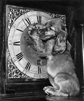 Images Dated 18th March 2016: Susi - with grandfather clock