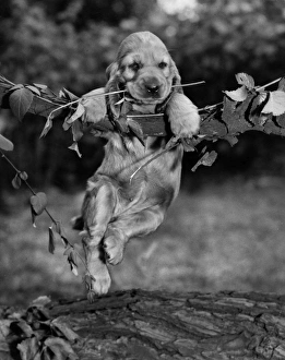Images Dated 21st March 2016: Susi - hanging on a branch