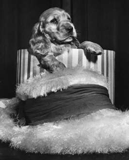 Images Dated 18th March 2016: Susi - with hat and hatbox