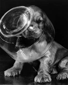 Images Dated 21st March 2016: Susi - with head inside glass jar