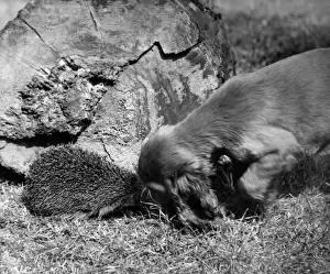 Susi - with hedgehog