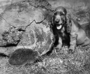 Images Dated 21st March 2016: Susi - with hedgehog