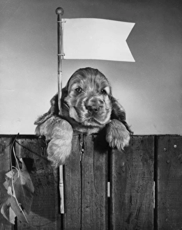 Paws Gallery: Susi - holding a flag