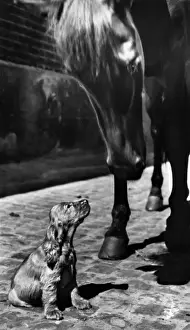 Susi - with a horse