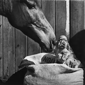 Susi - with horse