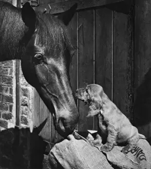 Susi - with horse