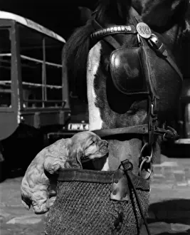 Susi - with horse and nosebag