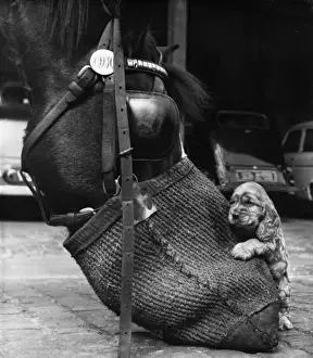 Susi - with horse and nosebag