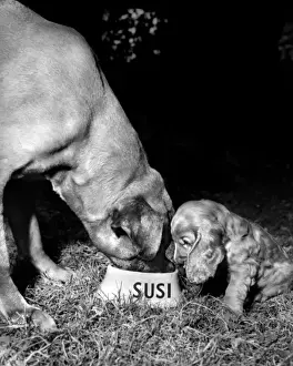 Susi - (insert)