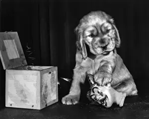 Puppies Prints: Susi - with jack-in-the-box