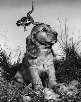 Images Dated 21st March 2016: Susi - with jumping frog