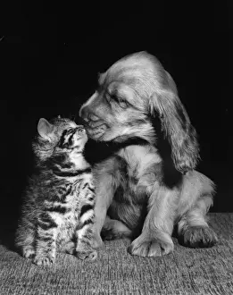 Susi Prints: Susi - kissing a kitten