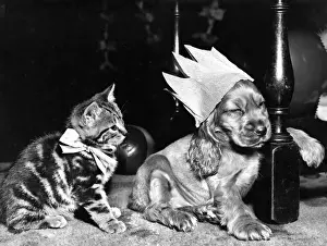 Susi - with kitten