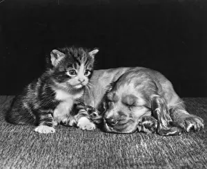 Susi - with kitten