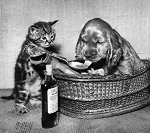 Susi - kitten administering medicine