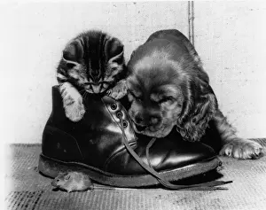 Laces Prints: Susi - with kitten, boot and mouse