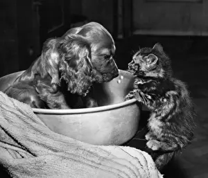 Susi - with kitten, bowl and towel
