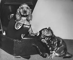 Susi - with kitten and broken record