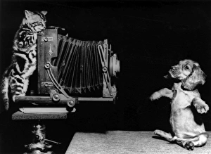 Images Dated 18th March 2016: Susi - with kitten and camera