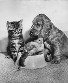 Chicks Prints: Susi - with kitten, chick and mouse